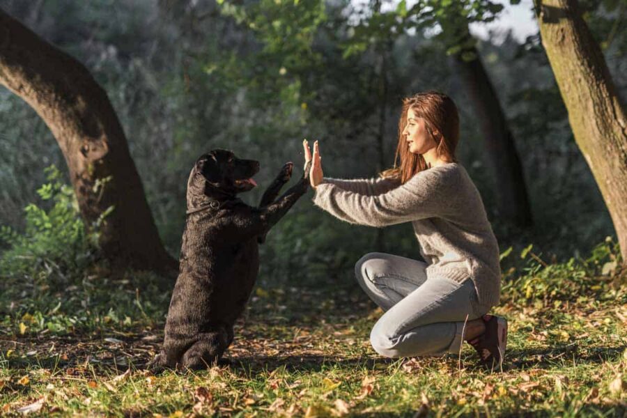 complicità con il cane