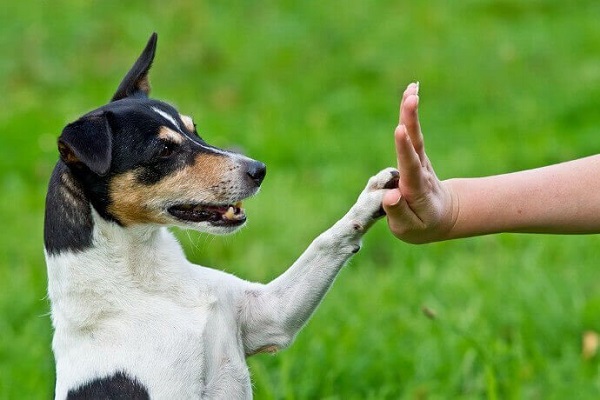 cane dà il cinque