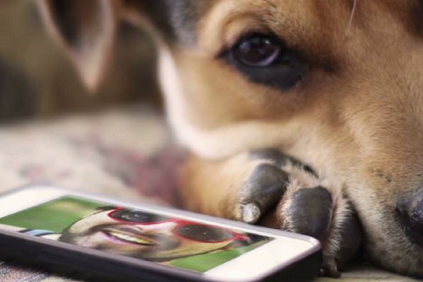 cane e telefono