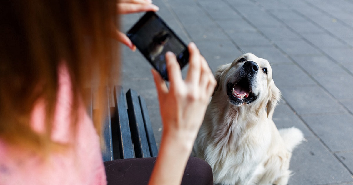 Giochi per cani con il touch screen: cosa sapere e cosa fare