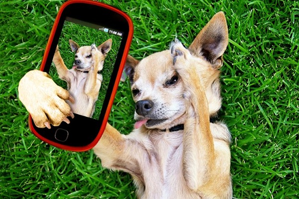 cane si fa un selfie