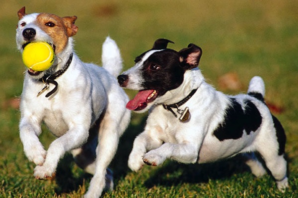 cani jack russel che giocano