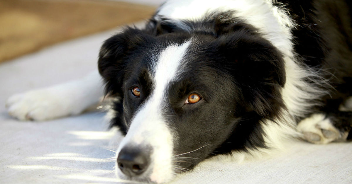 Glomerulonefrite nel cane: cause, sintomi, diagnosi