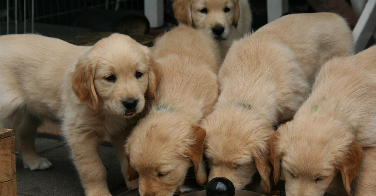 Il cane può mangiare il riso venere?