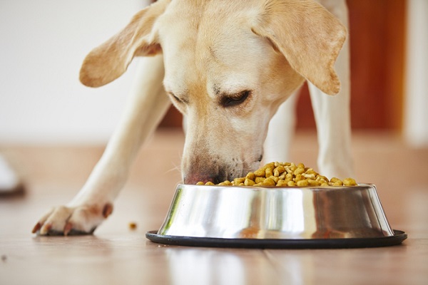 cane labrador che mangia