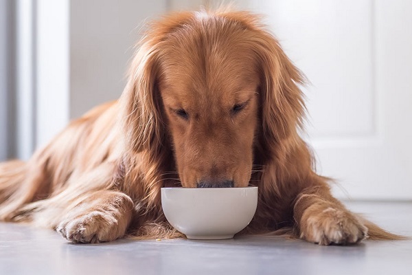 cane golden retriever