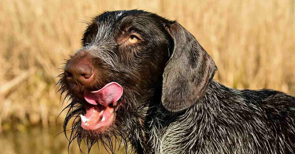 Hamburger di tacchino per cani, la ricetta: un pasto sano ed equilibrato