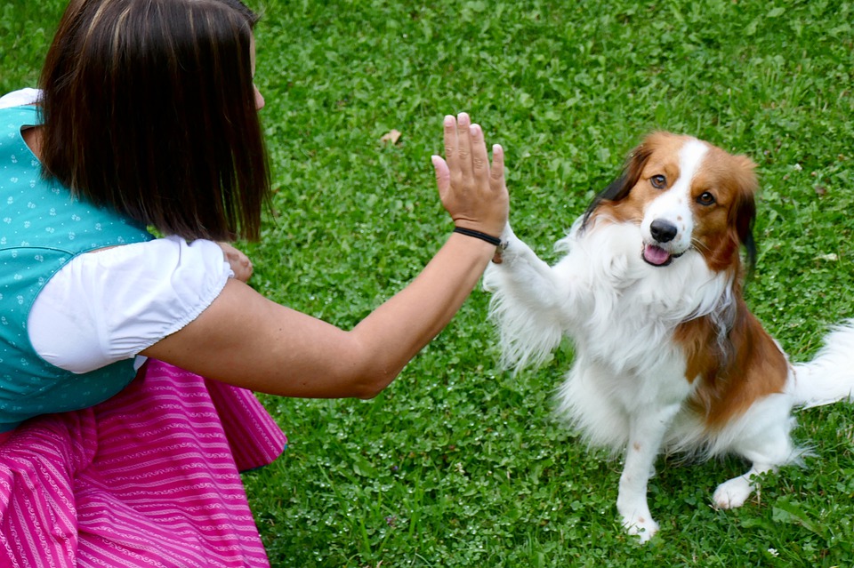 I cani comunicano con le zampe: ecco cosa dicono