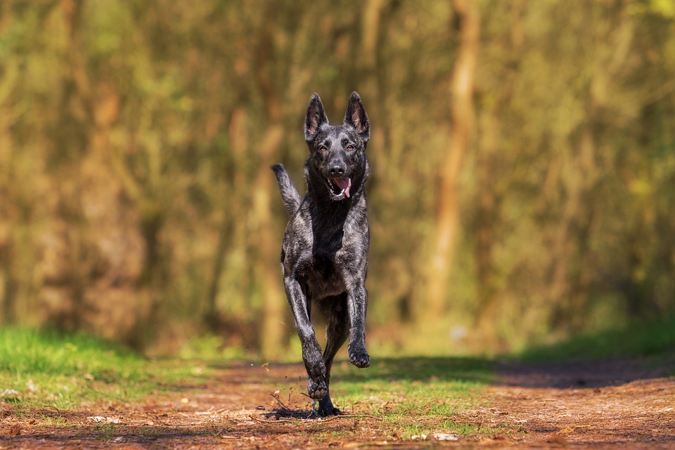 Il cane non prende gli oggetti bene? Ecco come rimediare