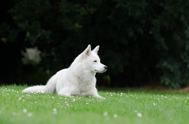 Qual è l'età giusta per addestrare il cane?