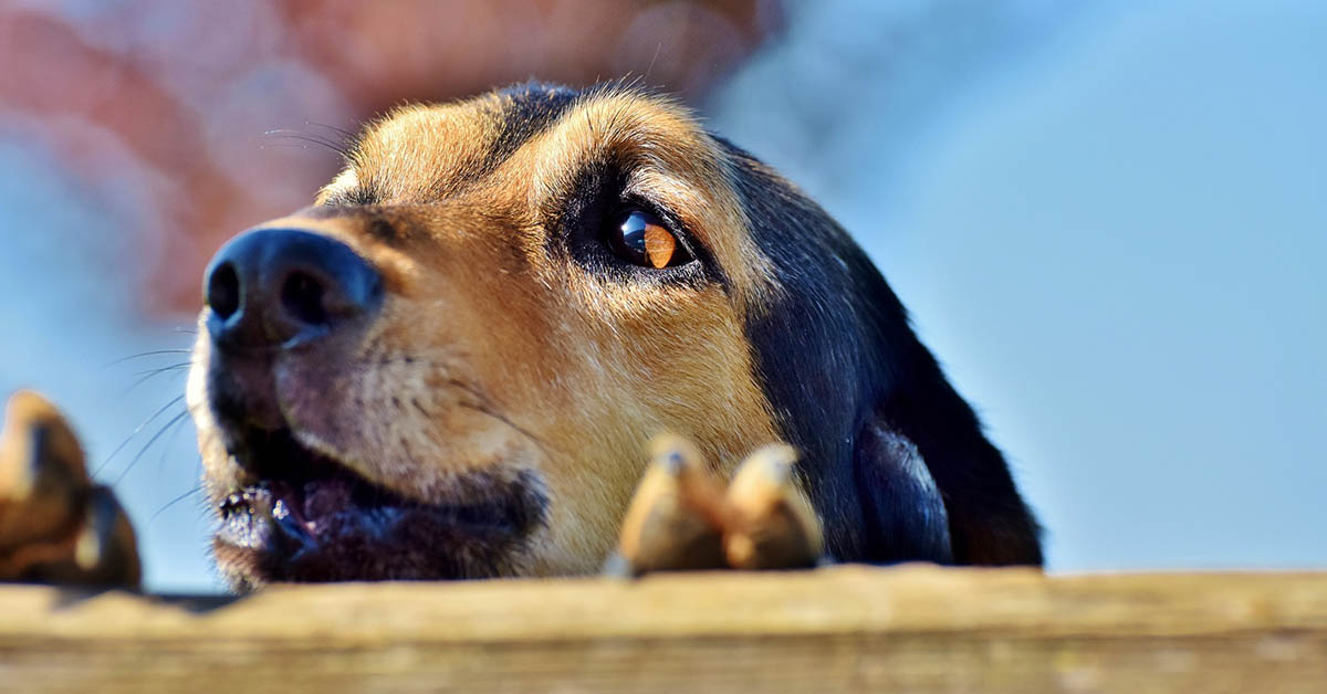 Razze di cani loquaci: quali sono quelle che “parlano” di più?