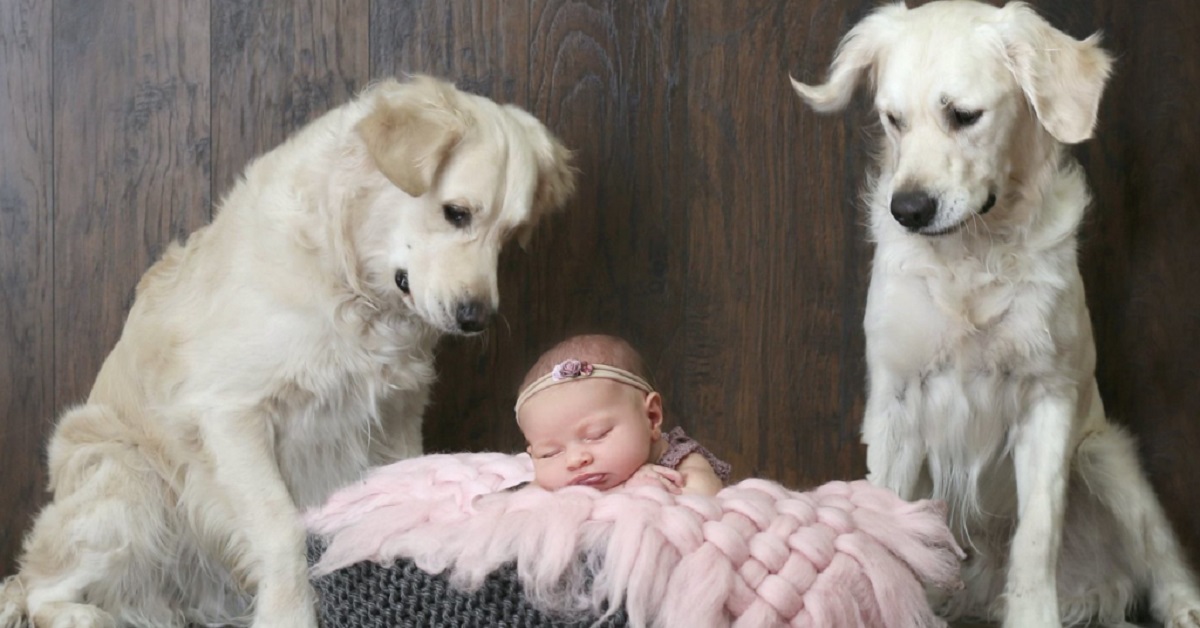 I due cani entrano nella stanza della piccola sorellina per cercare aiuto