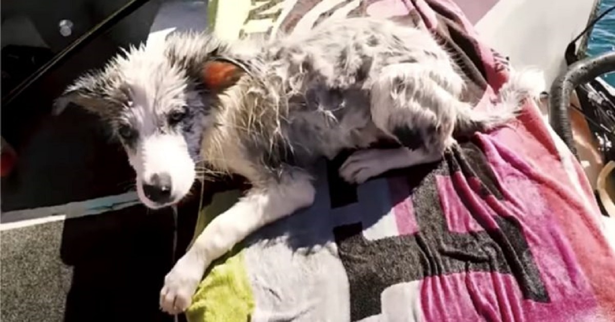 Il cane, minacciato dagli squali, viene salvato dal suo proprietario