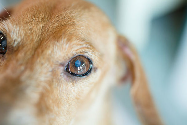 com'è fatto l'occhio del cane