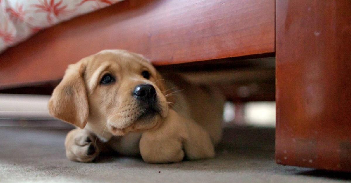 Il cane può sentirsi maltrattato? Sì, ecco cosa sapere