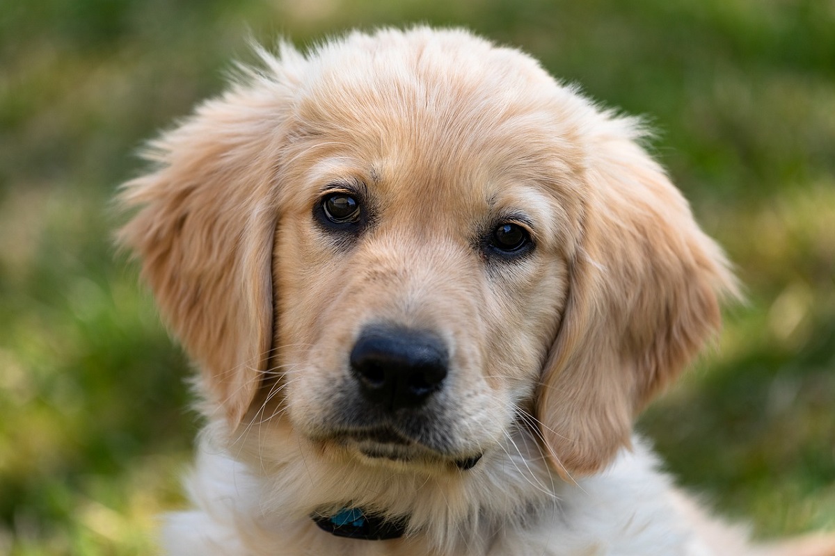 cucciolo di cane sporco