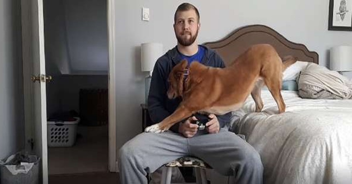 Il cane ricorre a qualsiasi mezzo pur di ottenere l’attenzione del ragazzo