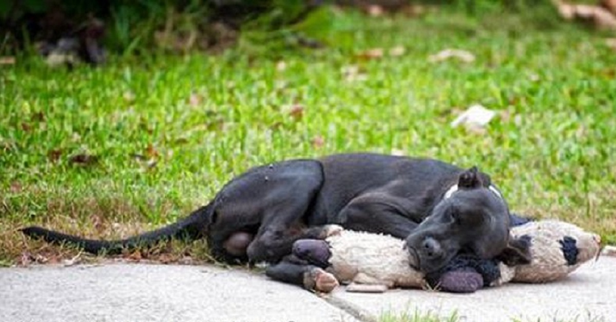 Il cane scappa via assieme al suo improbabile “amico”, nessuno lo trova