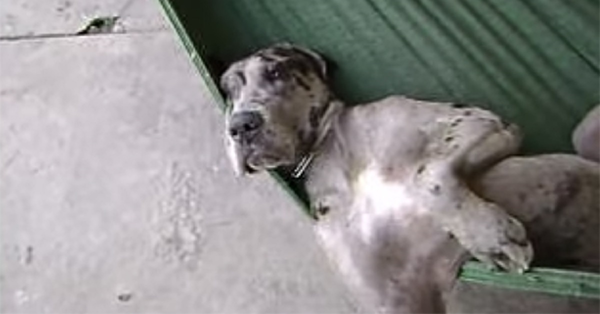 Il cane schiaccia un profondo pisolino sull’amaca, il video è esilarante
