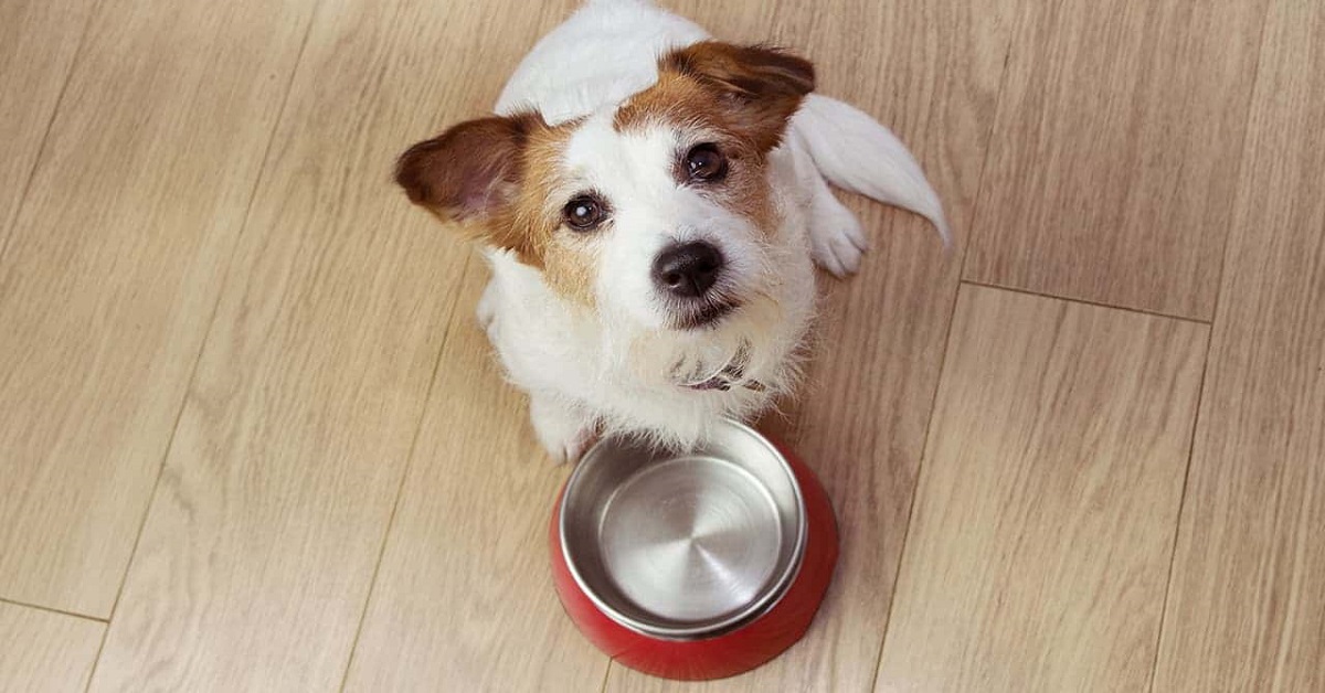 Il cane ti mangerebbe, se ne avesse l’opportunità?