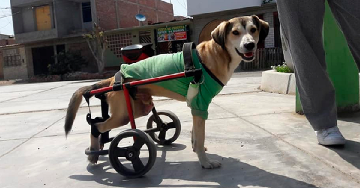 Il cane viene ingiustamente derubato della sua sedia a rotelle