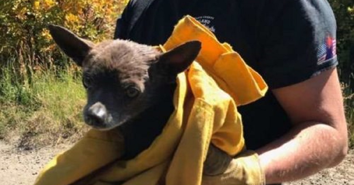 Il cane viene salvato da un ranger nel bel mezzo della foresta