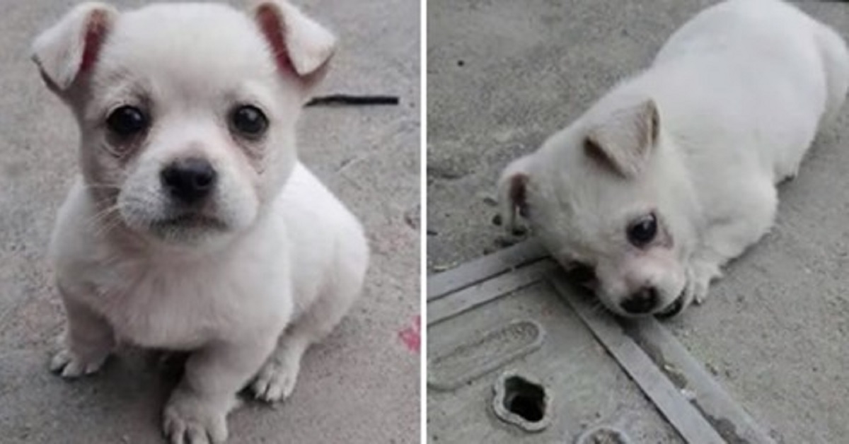 Il cucciolo non vuole allontanarsi dal lato della strada per un solo motivo