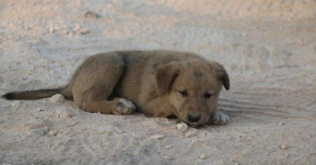 Il cucciolo viene salvato fra le macerie da un fotografo coraggioso