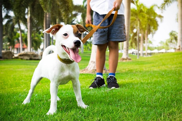 cane al guinzaglio