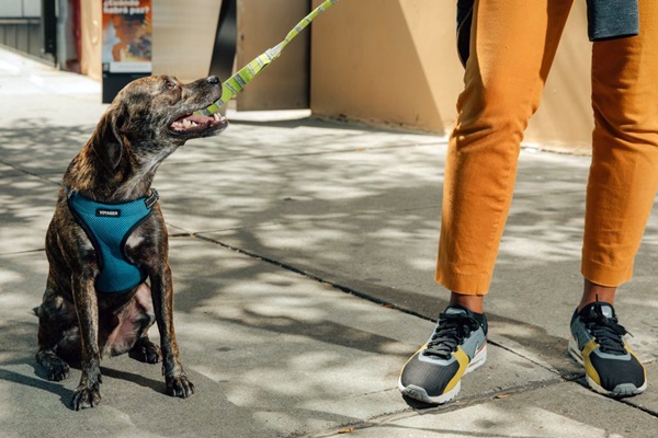 cane seduto accanto al suo padrone