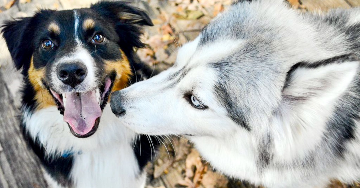 Fido e gli incontri con cani sconosciuti: i trucchi per gestirli