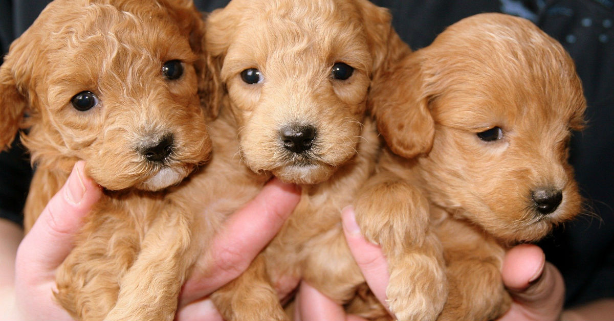 Infezione oculare nel cucciolo di cane: cosa bisogna sapere