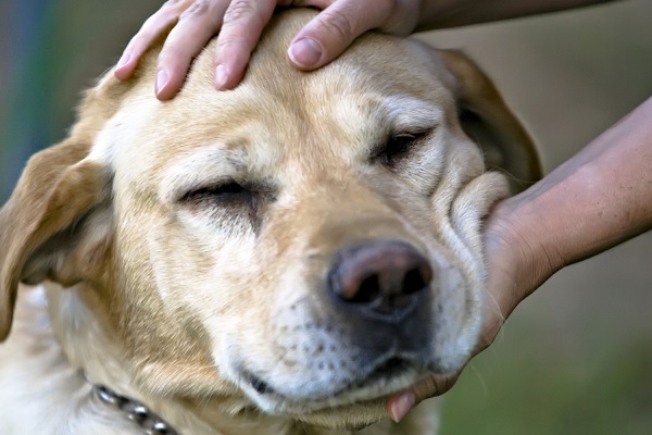 carezze al cane