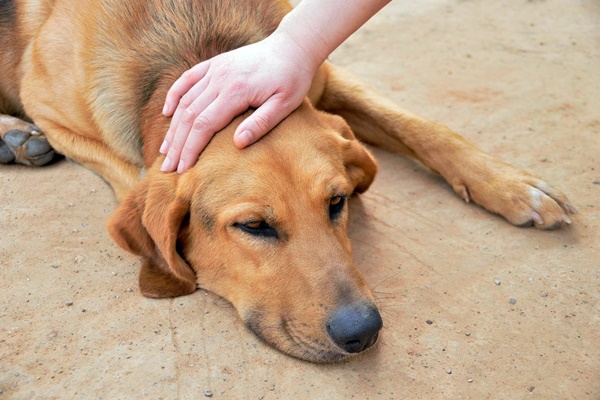 accarezzare il cane