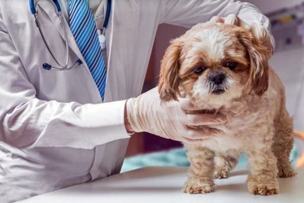 cane dal veterinario