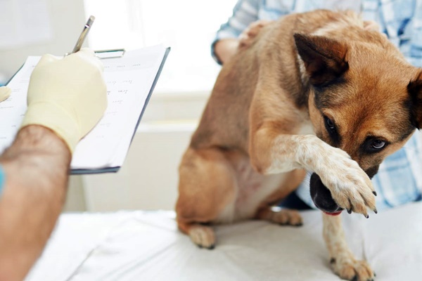 cane ha paura del veterinario