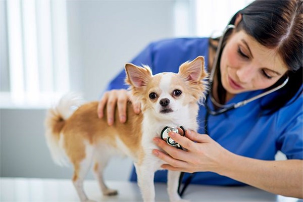 veterinario visita il cane