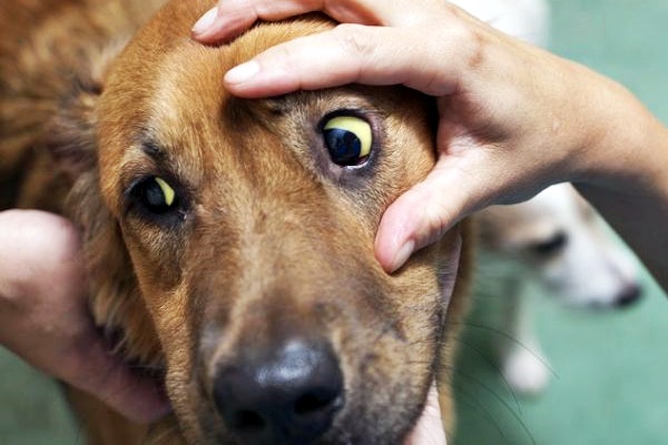 cane con gli occhi gialli