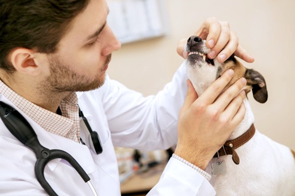 cane dal veterinario