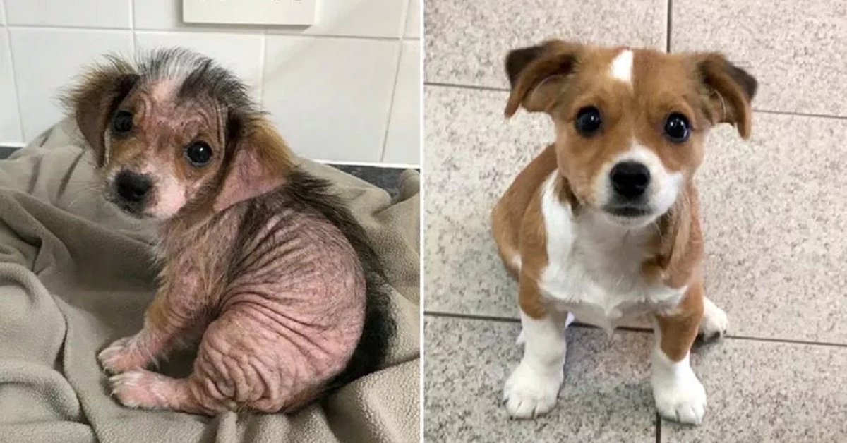 La cagnolina con la rogna viene salvata, la sua trasformazione è incredibile
