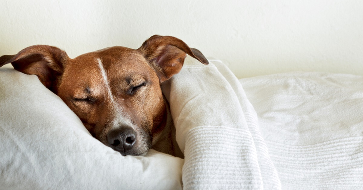 La scienza lo conferma, dormire con un cane migliora la qualità del sonno