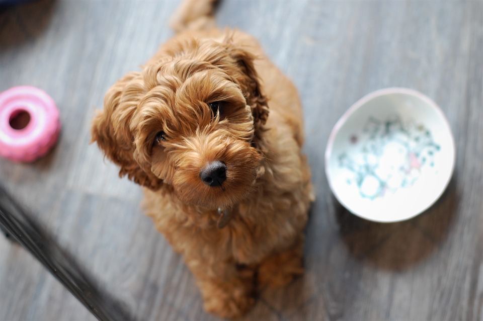 I cani possono mangiare l’Asiago?