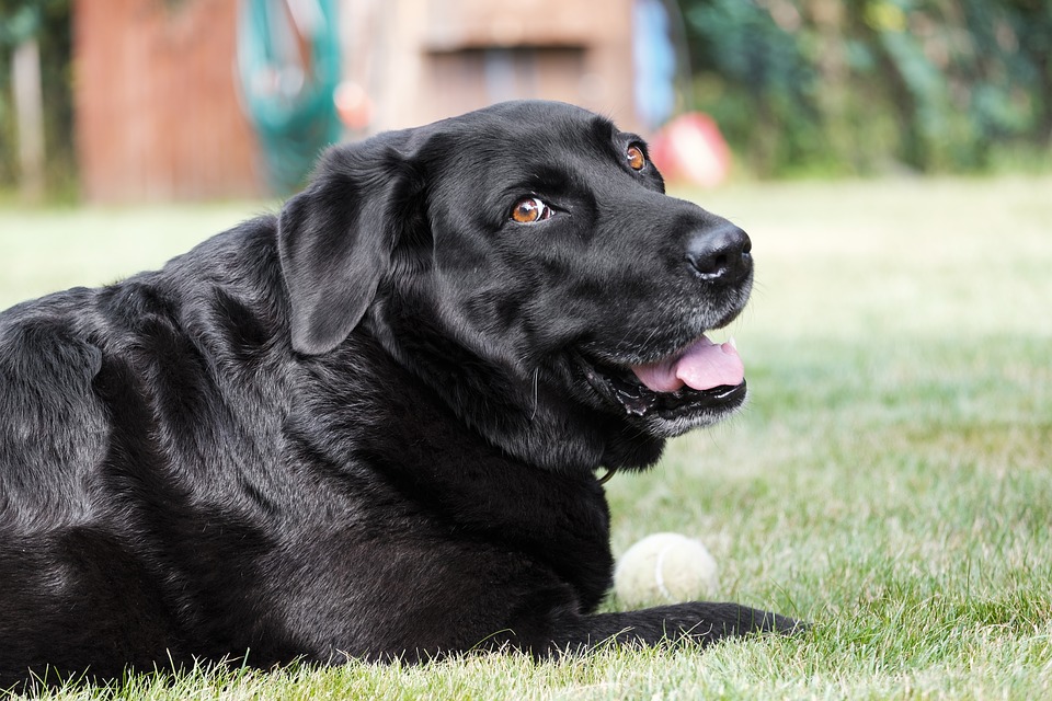 Come fare ridere il cane (rendendolo proprio felice)