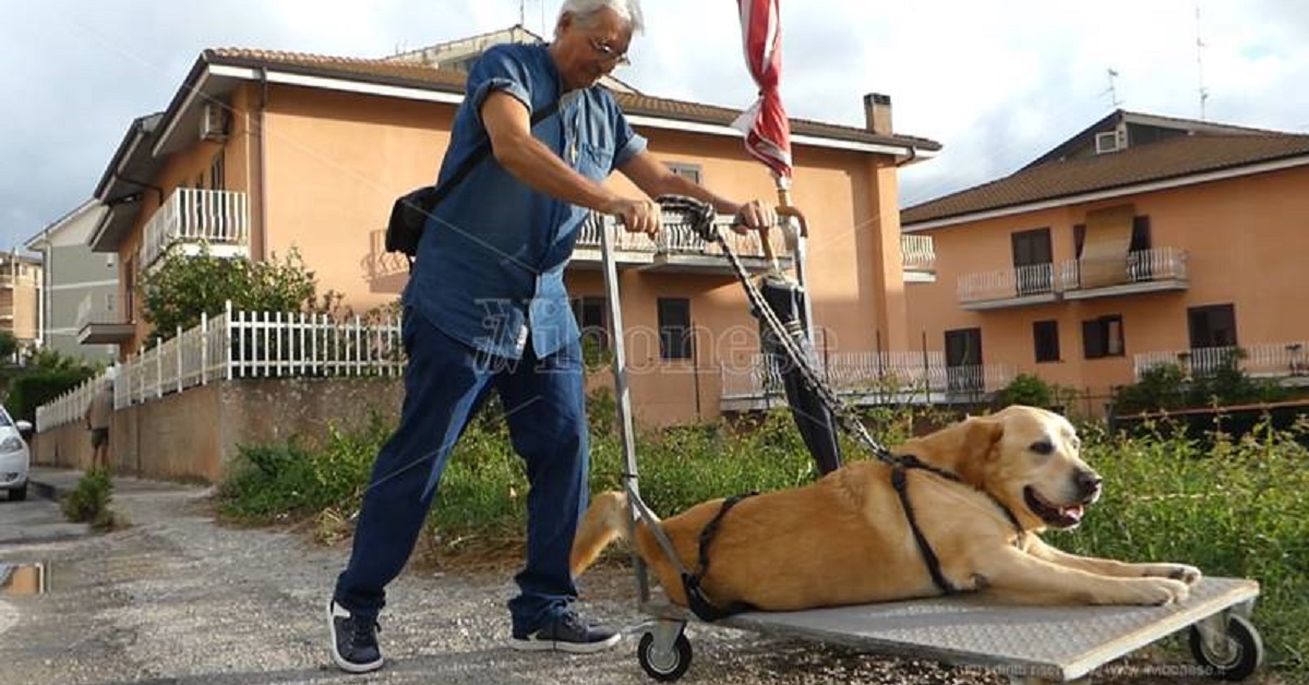 L’anziano cane esce con il carrellino a causa della sua artrite