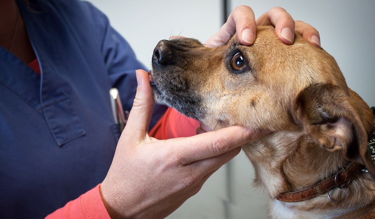 veterinario controlla gli occhi del cane
