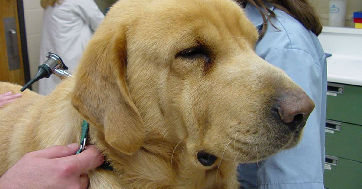 Sinechie iridee del cane: cause e cosa bisogna fare
