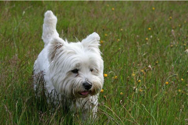 cane in giardino