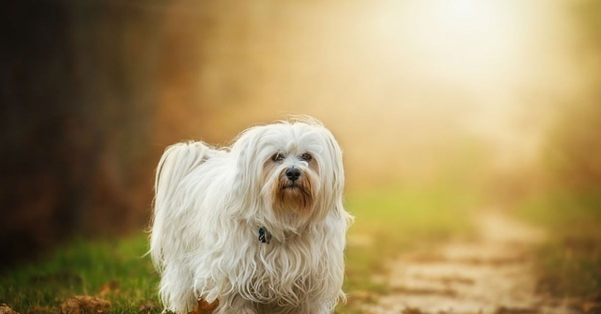 Malattia di Legg-Calvè-Perthes nel cane: cosa bisogna sapere