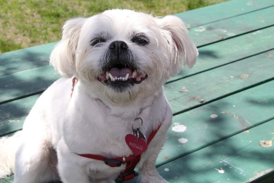 cagnolino bianco su una panchina