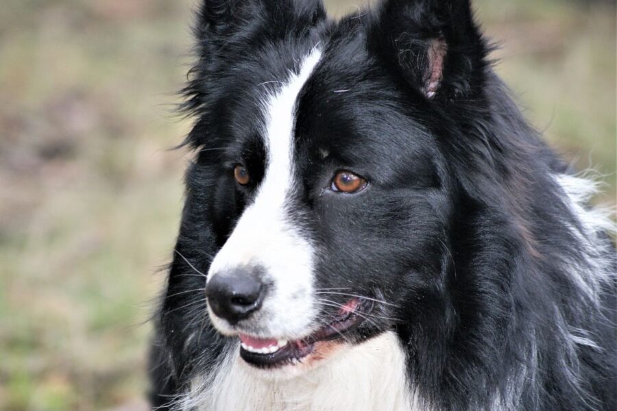 cane di tipo pastore